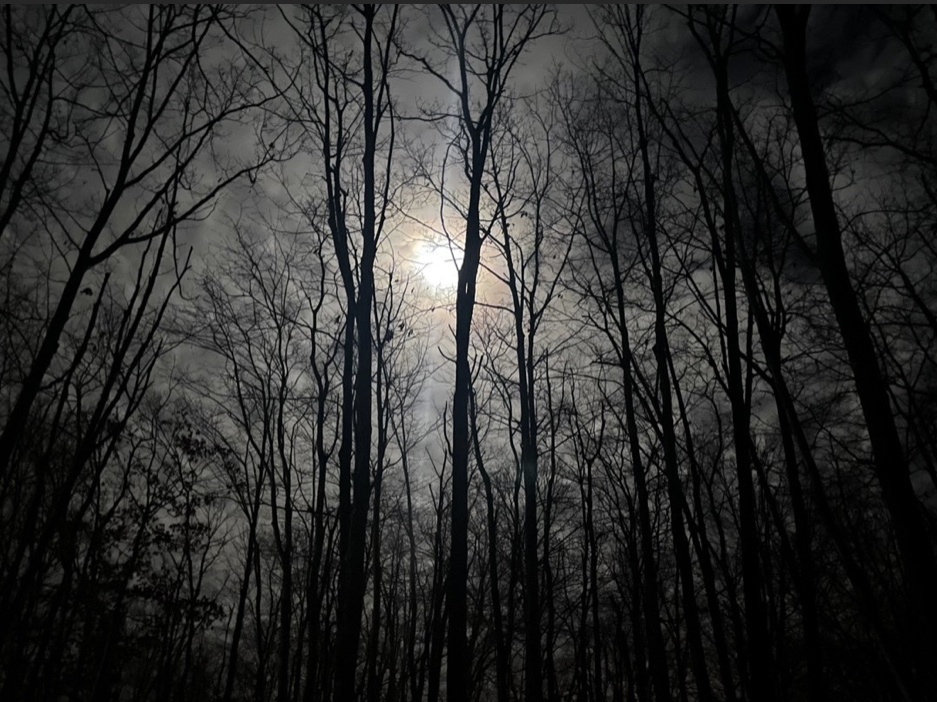 An eerie night in the forest, surrounded by barren trees with the moon in the background hazily lighting up the clouds. 
